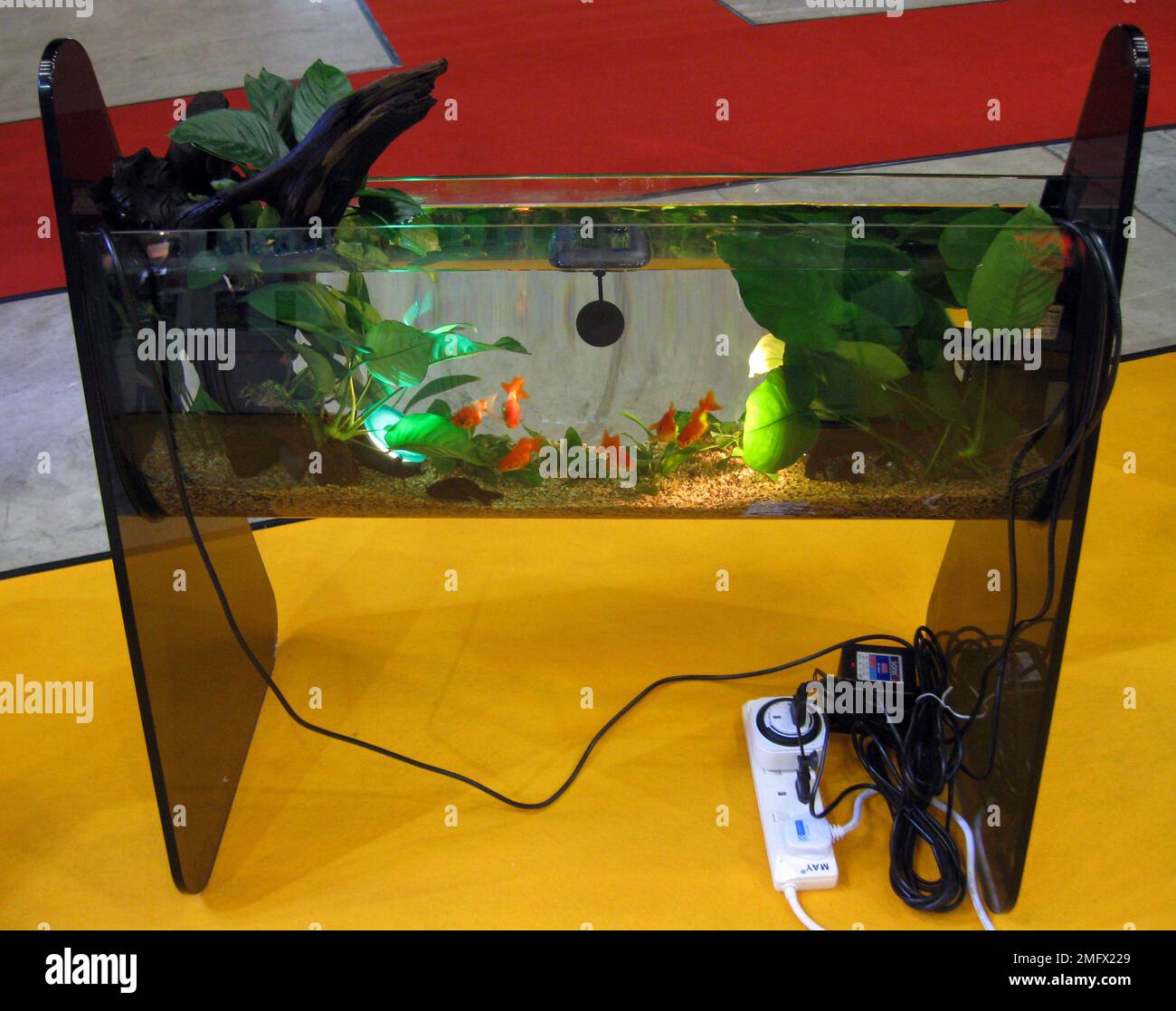 View of Goldfish aquarium hi-res stock photography and images - Alamy