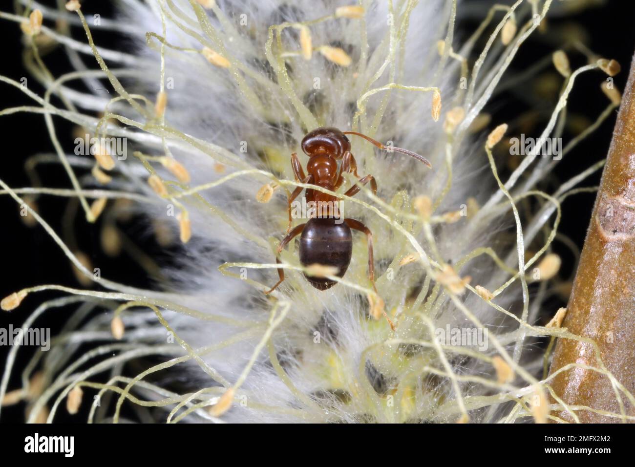 Ant eating pollen and nectar of pussy willow catkins (salix caprea) loaded  with pollen on a bright sunny day in early spring Stock Photo - Alamy