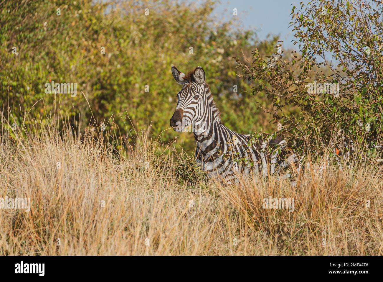 Zebras in the African wild Stock Photo