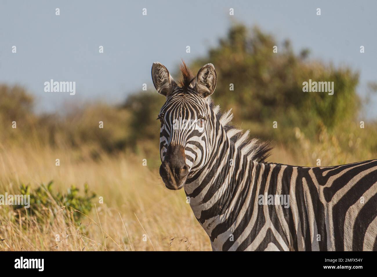 Zebras in the African wild Stock Photo Alamy