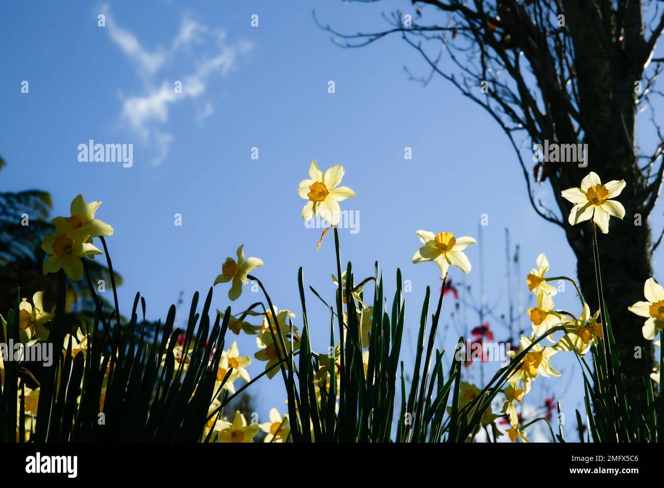 Yellow daffodil flowers in spring, the flower symbol for cancer as