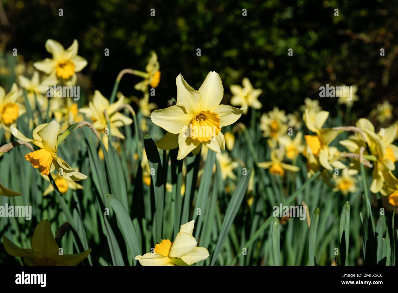 Yellow daffodil flowers in spring, the flower symbol for cancer as