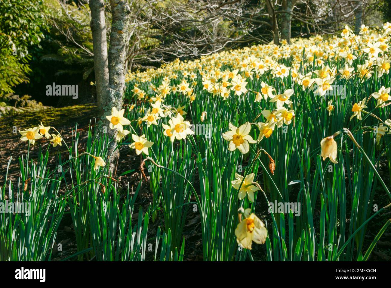 Yellow daffodil flowers in spring, the flower symbol for cancer as