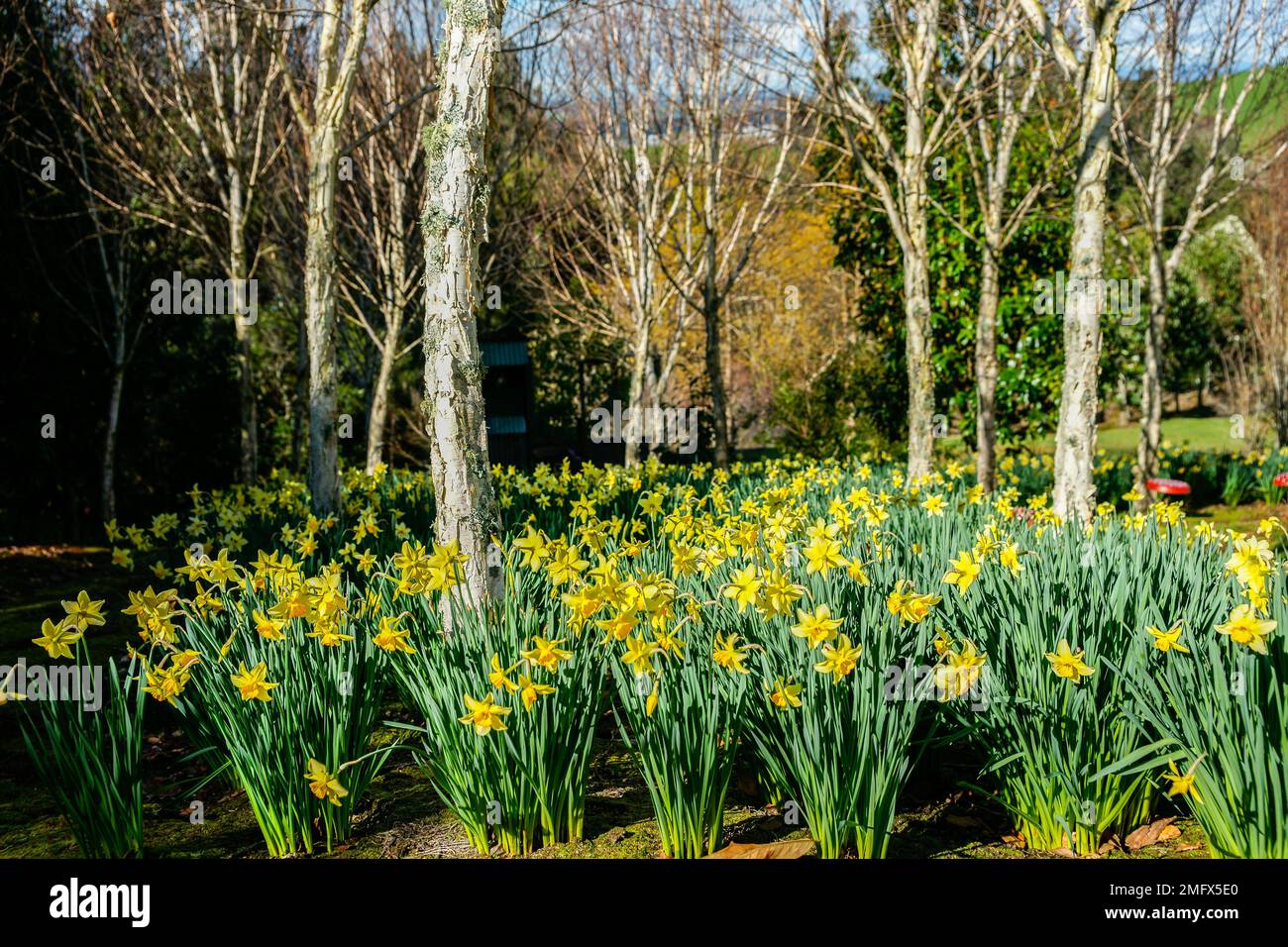 Yellow daffodil flowers in spring, the flower symbol for cancer as