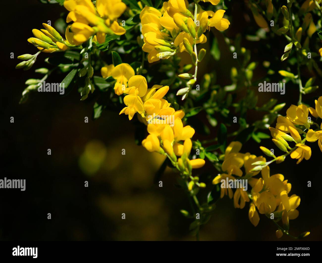 Bright yellow flowers closeup on broom bush on broom bush Stock Photo