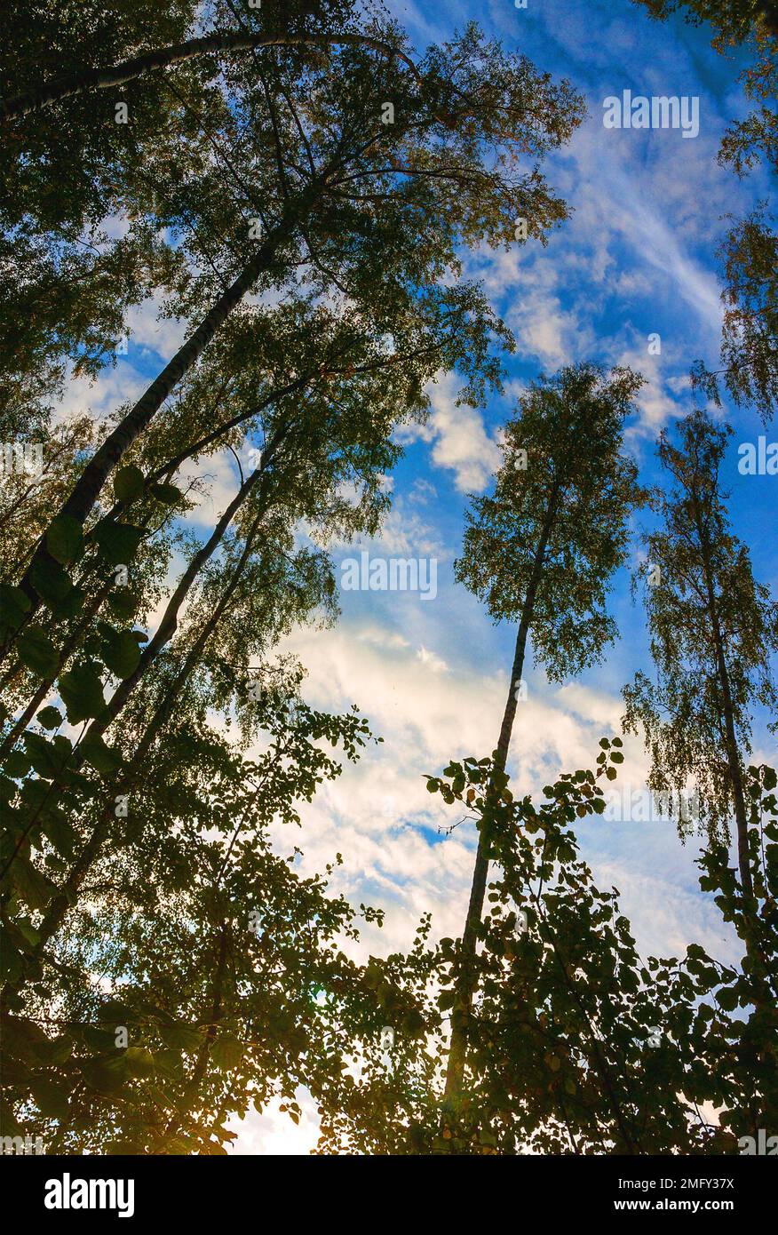 Bottom view tall lush hi-res stock photography and images - Alamy