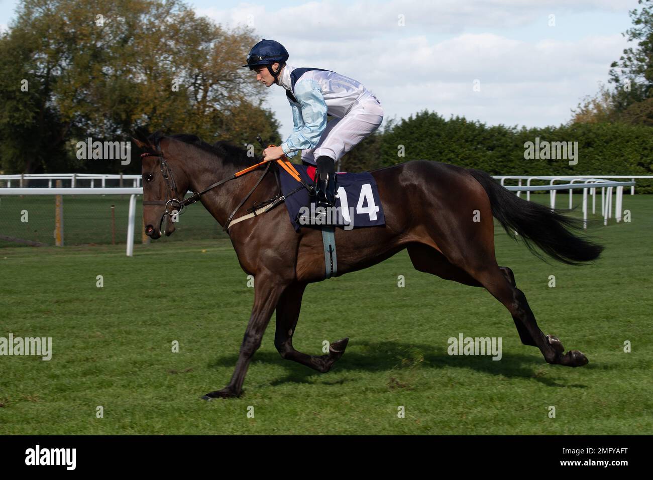 At the races app form study ebf novice stakes hires stock photography