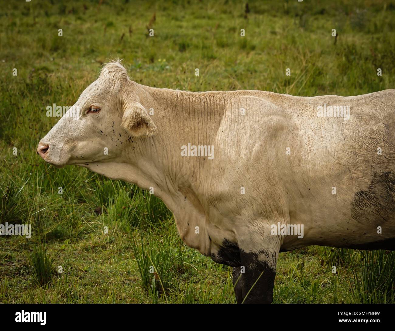 a cow standing in a grassy field Stock Photo - Alamy