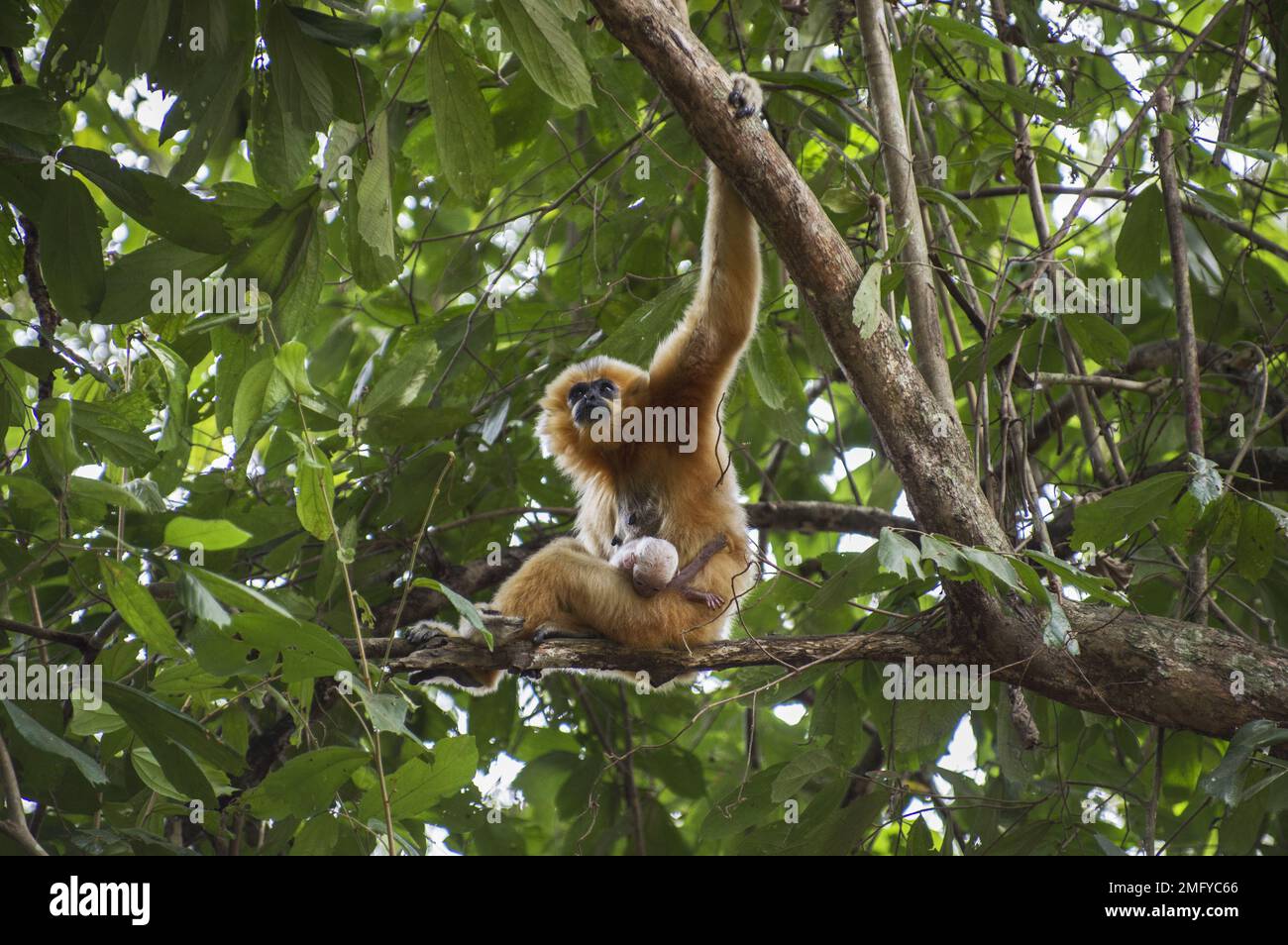 Female singing gibbon mother with newborn baby in Cat Tien National Park Vietnam Stock Photo