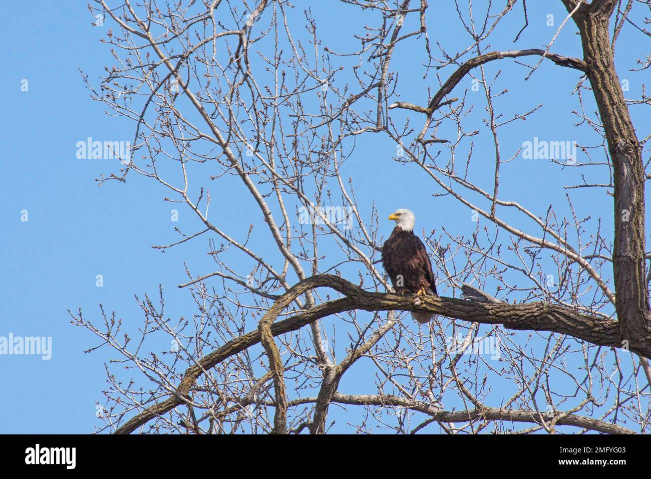 A bald eagle prominently stands out against the blue sky while perched ...