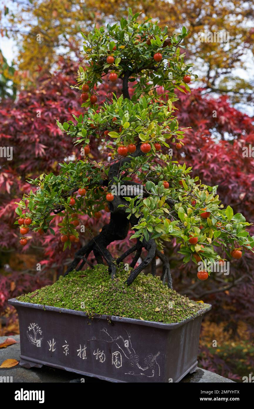 Prague, Czech Republic- October 17, 2022 - the Japanese garden in the  Prague Botanical Garden. Exhibition of bonsai in an autumn afternoon Stock  Photo - Alamy
