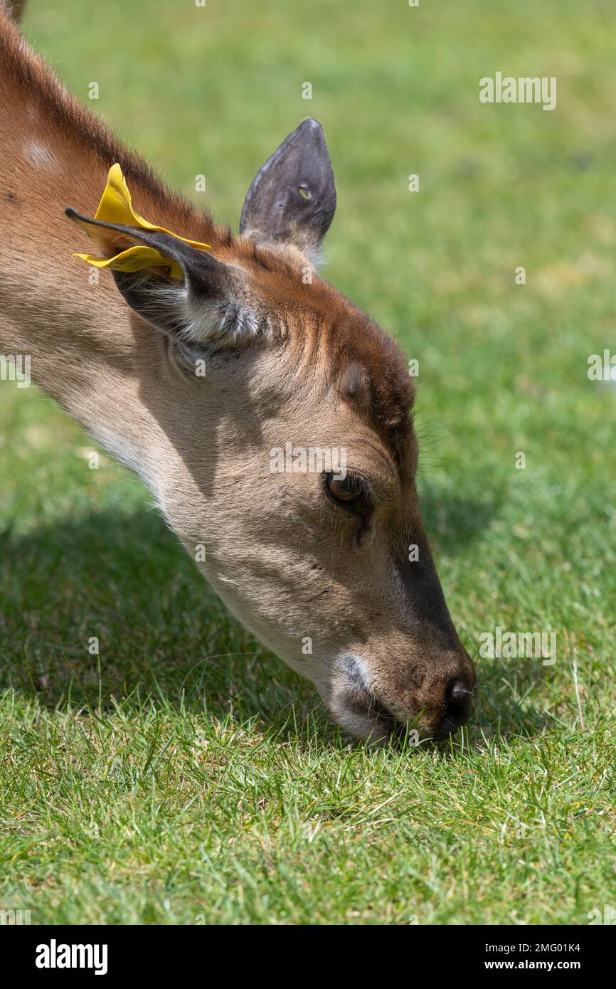 Head shot of a Persian fallow deer (dama mesopotamica) grazing Stock Photo