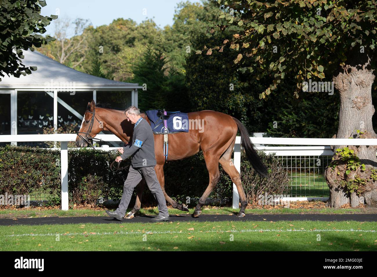 Windsor Berkshire UK 10th October 2022 Horse Moorgate In The windsor-berkshire-uk-10th-october-2022-horse-moorgate-in-the