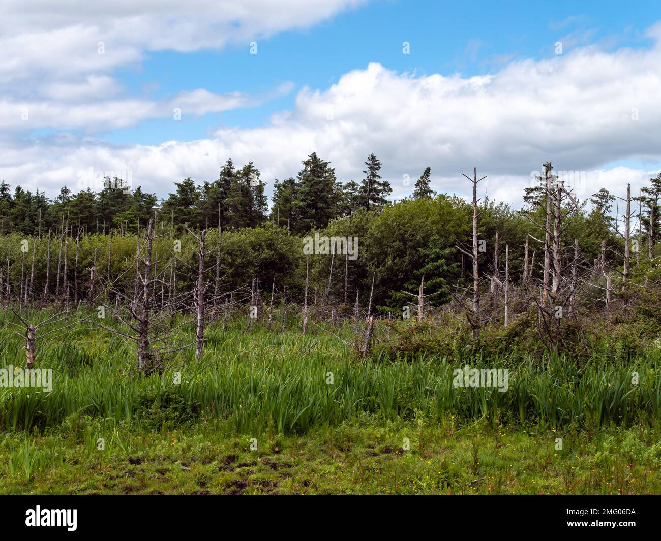 Dead trees in a swamp under a blue sky, landscape. Stock Photo