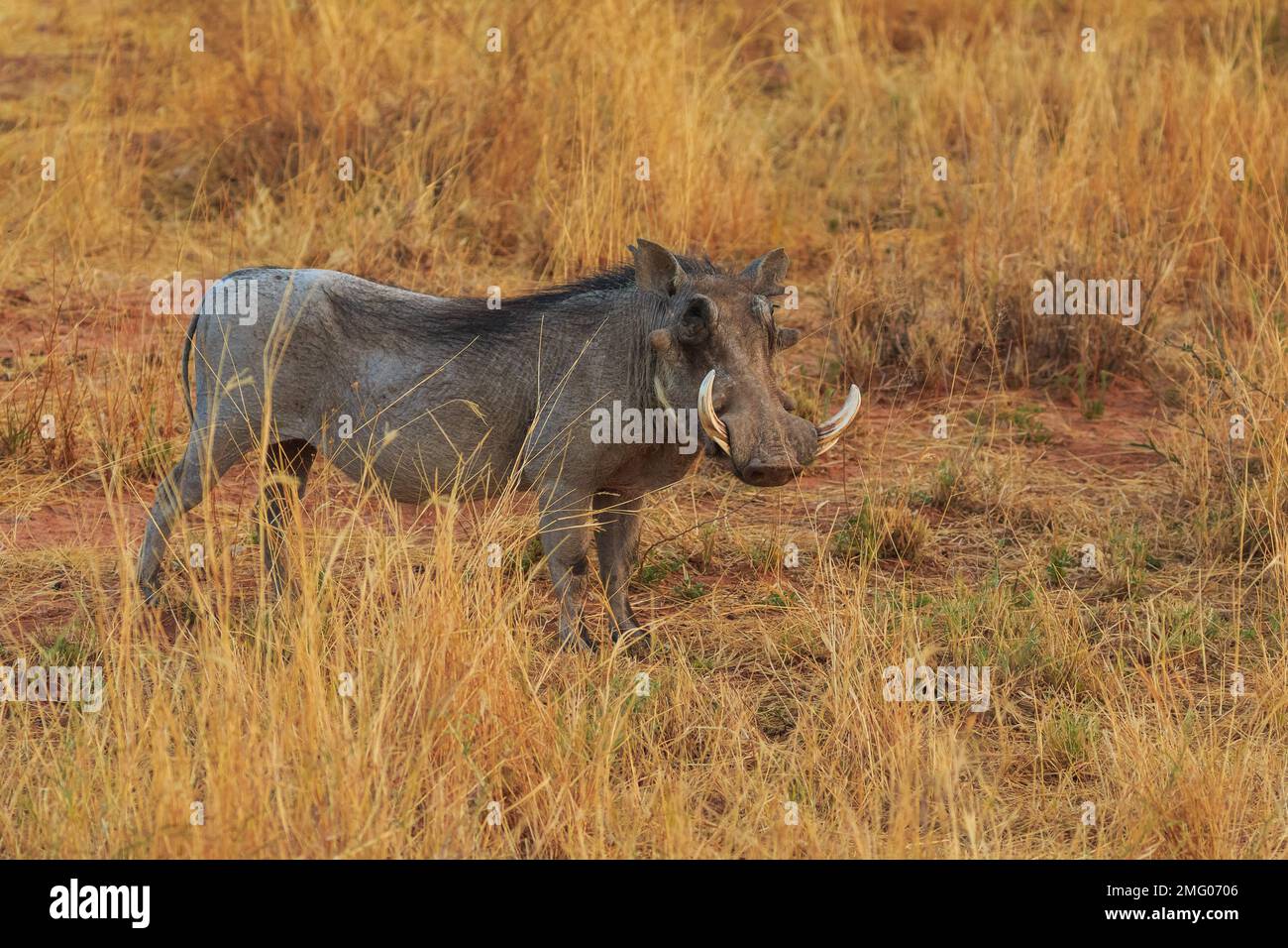 Common Warthog In Natural Habitat In Waterberg Plateau National Park common-warthog-in-natural-habitat-in-waterberg-plateau-national-park