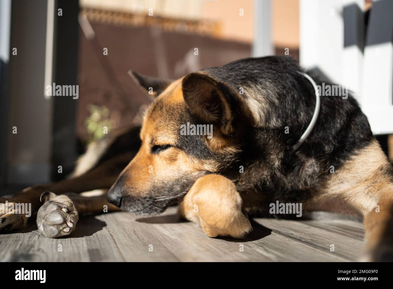 Cute dog sleeping in the heat of the sun at home. Relax indoors concept