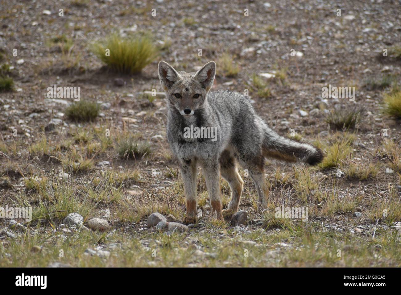 South American gray fox (Lycalopex griseus), also known as the Patagonian fox, the chilla or the gray zorro Stock Photo