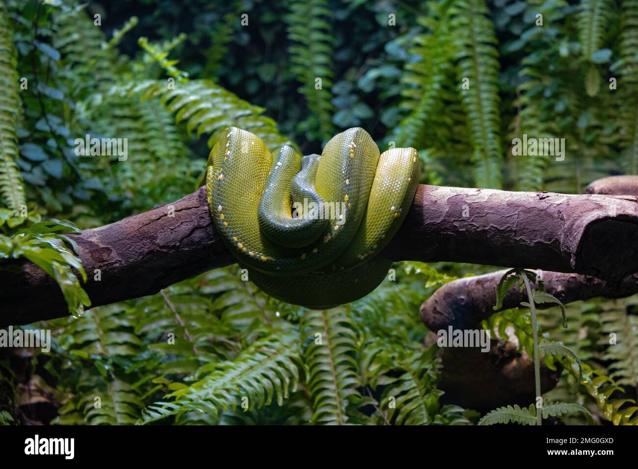 Green tree python on a branch inside the Dublin Zoo Stock Photo - Alamy