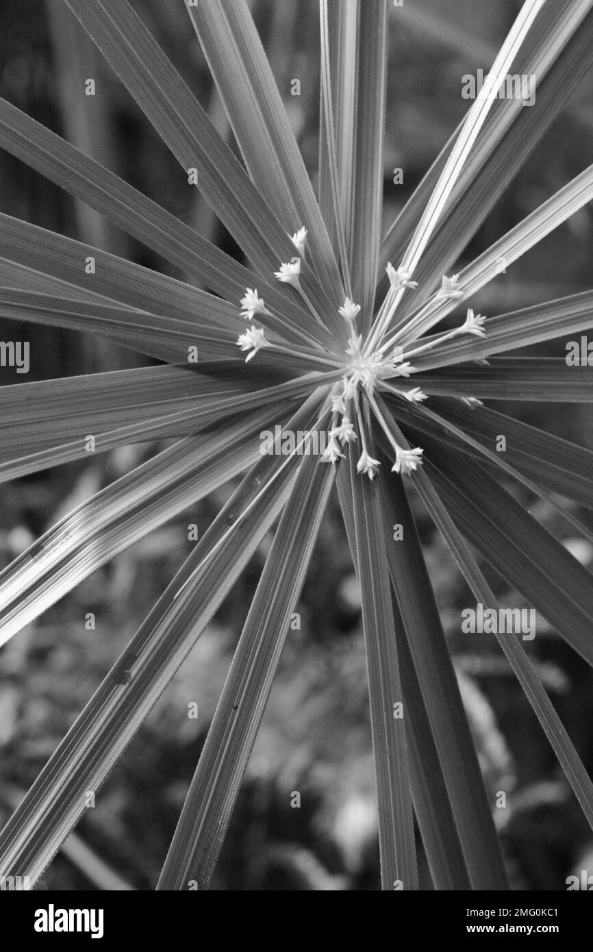 Leafy plant detail Black and White Stock Photos & Images - Alamy