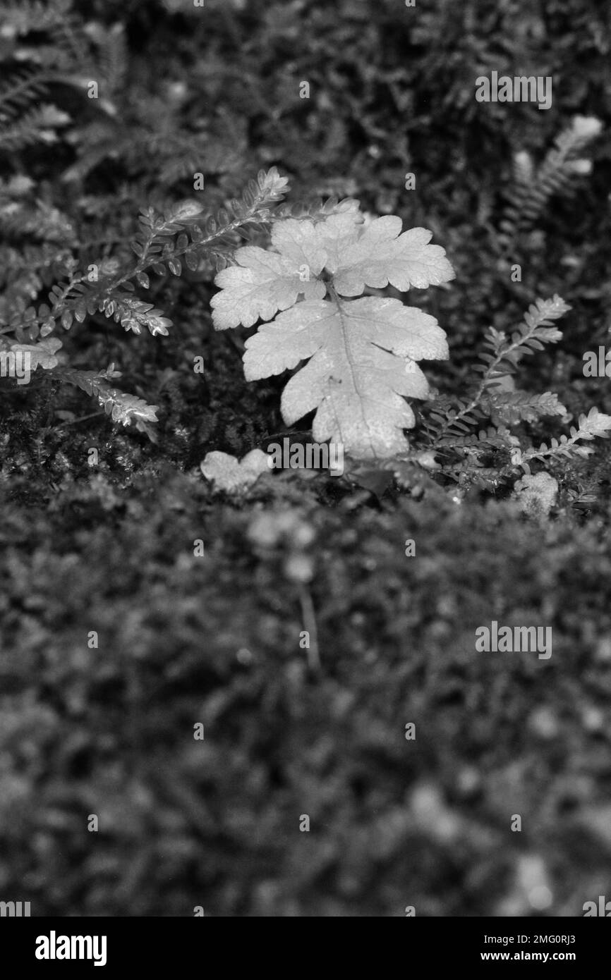 Ferns in detail Black and White Stock Photos & Images - Alamy