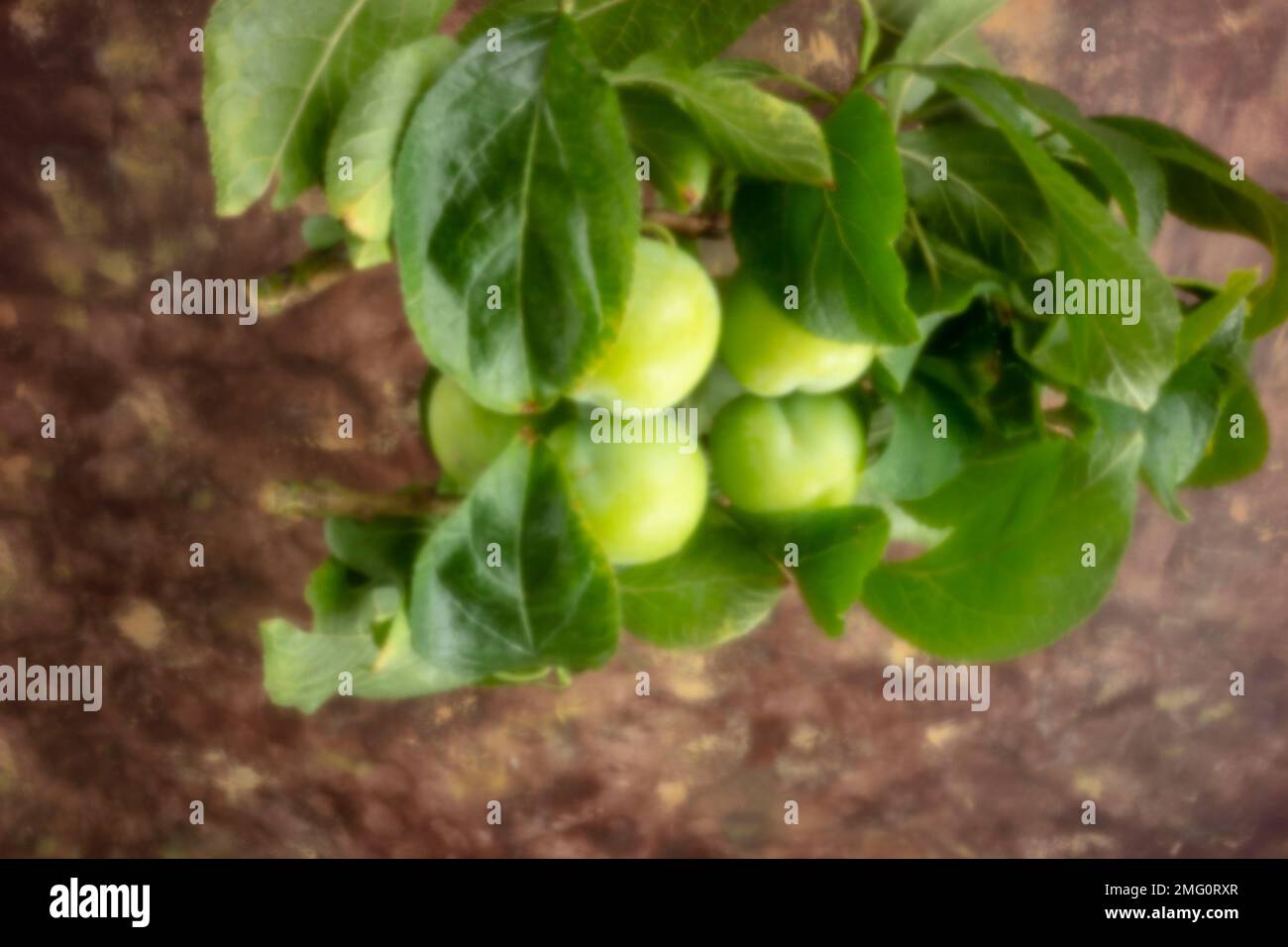 New, Age-defying, digital age, lensless, stand-out, high resolution, pinhole image of sweet and juicy Greengages with reflection. Food closeup Stock Photo