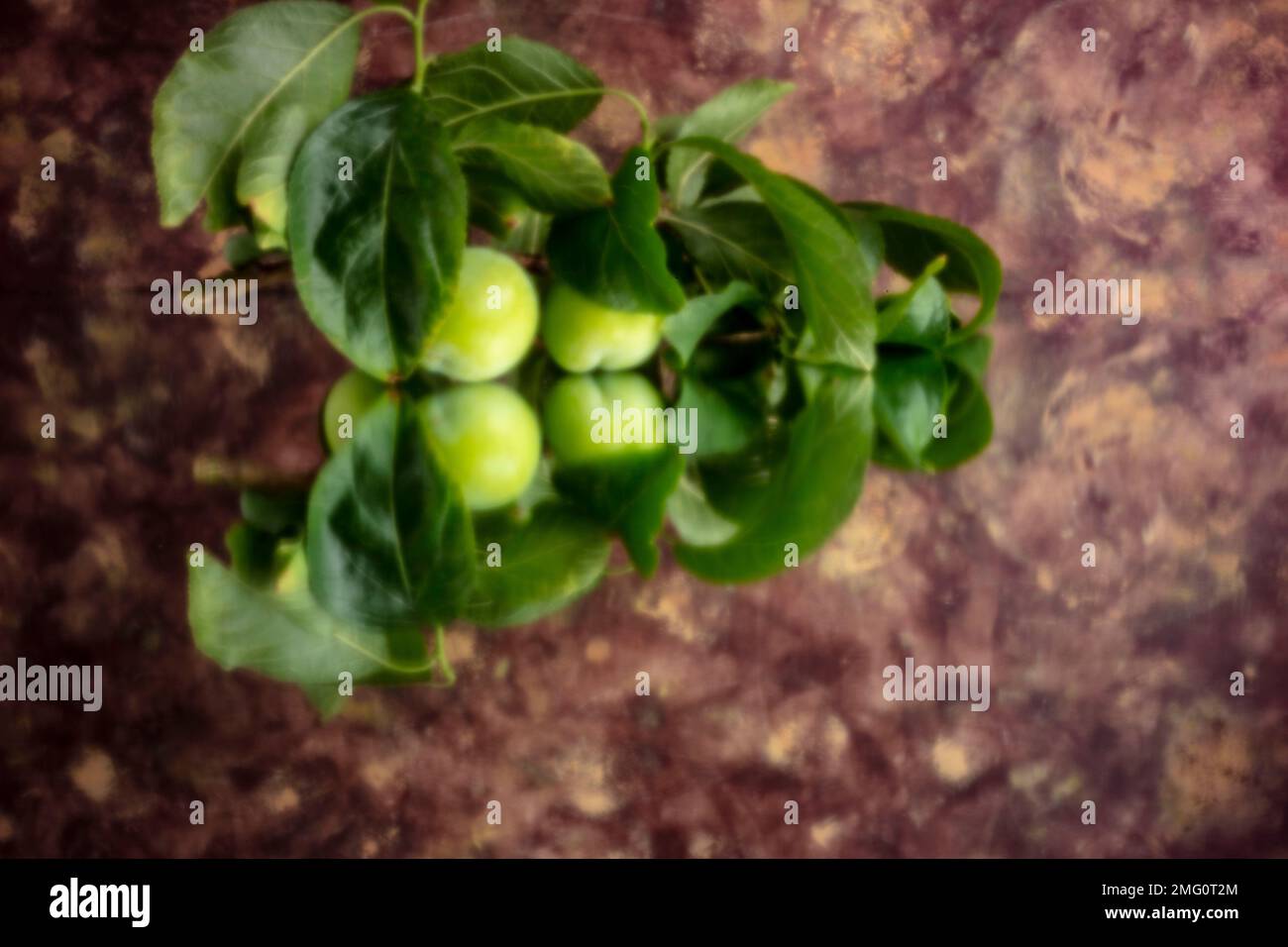 New, Age-defying, digital age, lensless, stand-out, high resolution, pinhole image of sweet and juicy Greengages with reflection. Food closeup Stock Photo