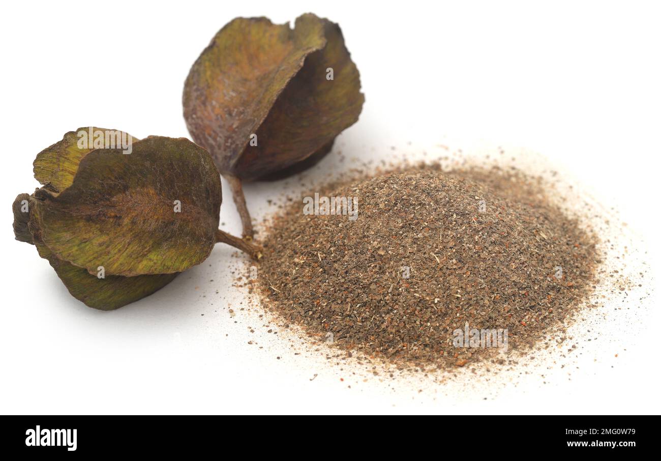 Ayurvedic arjun fruit with ground powder over white background Stock Photo