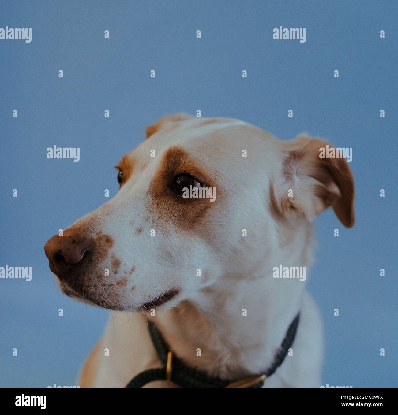Wet nose hires stock photography and images Alamy