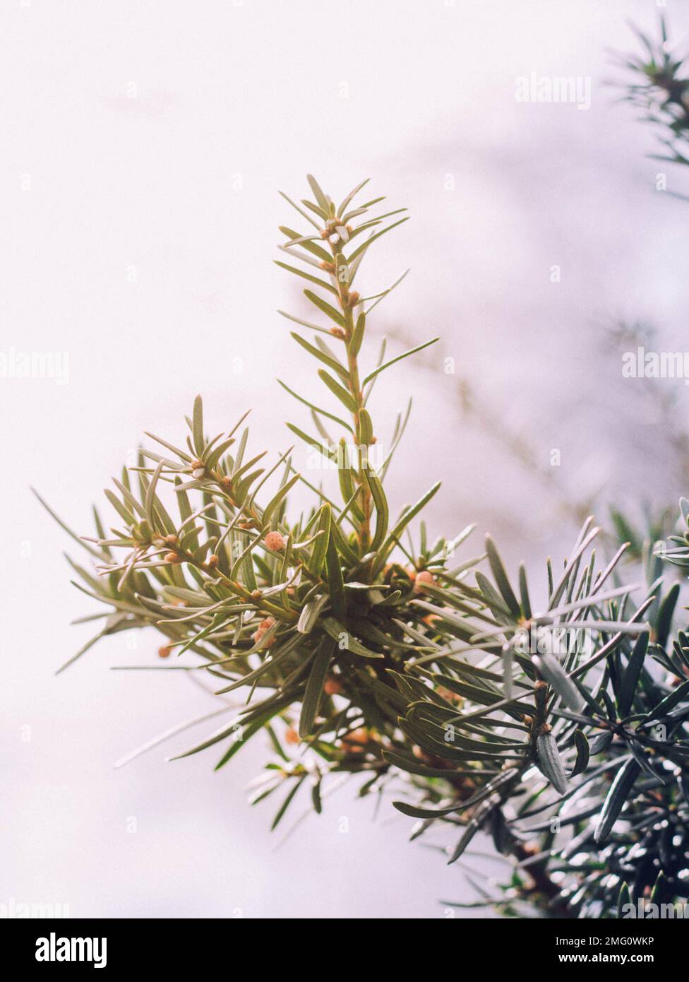 Lavenderhayz Onlyfans Leak - King Ice Apps