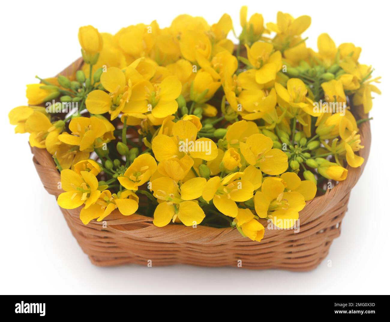 Closeup of mustard flower over white background Stock Photo