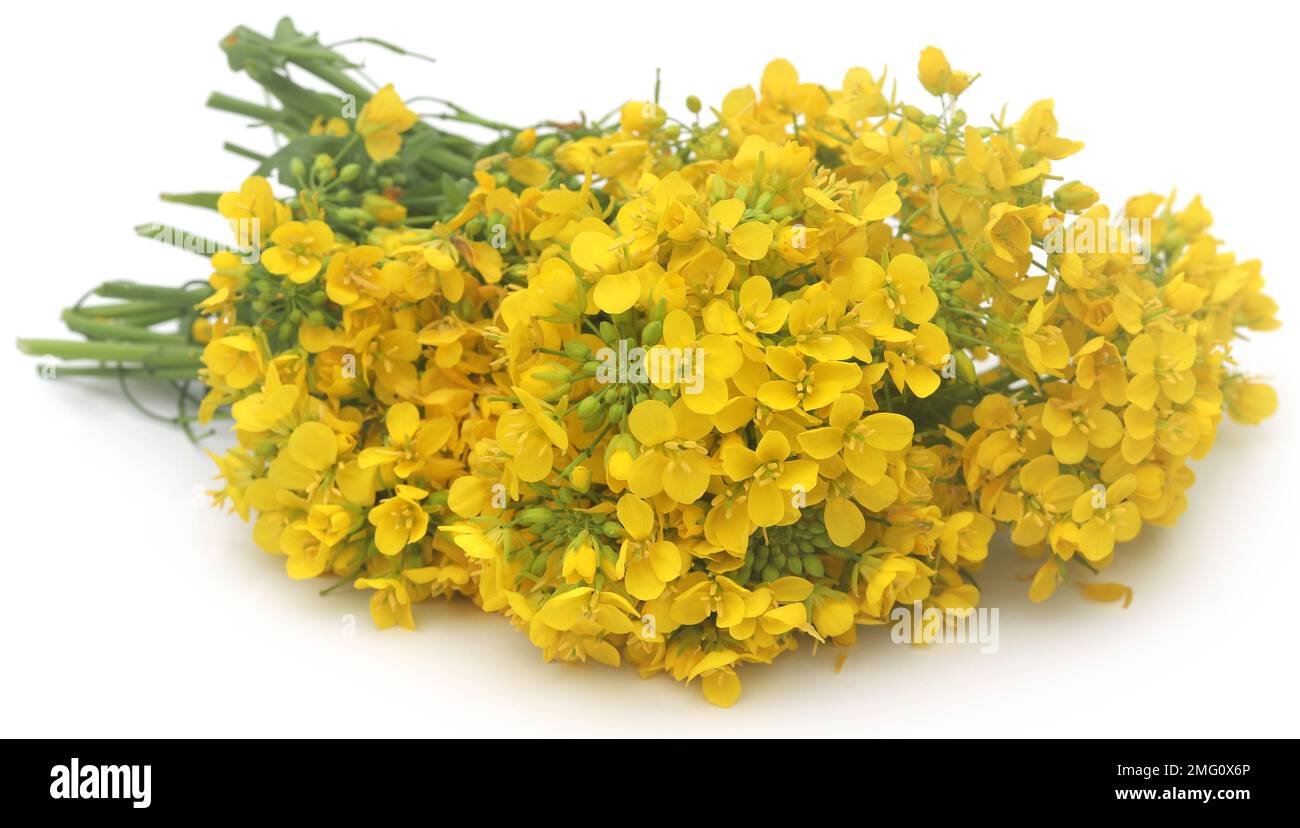 Closeup of mustard flower over white background Stock Photo