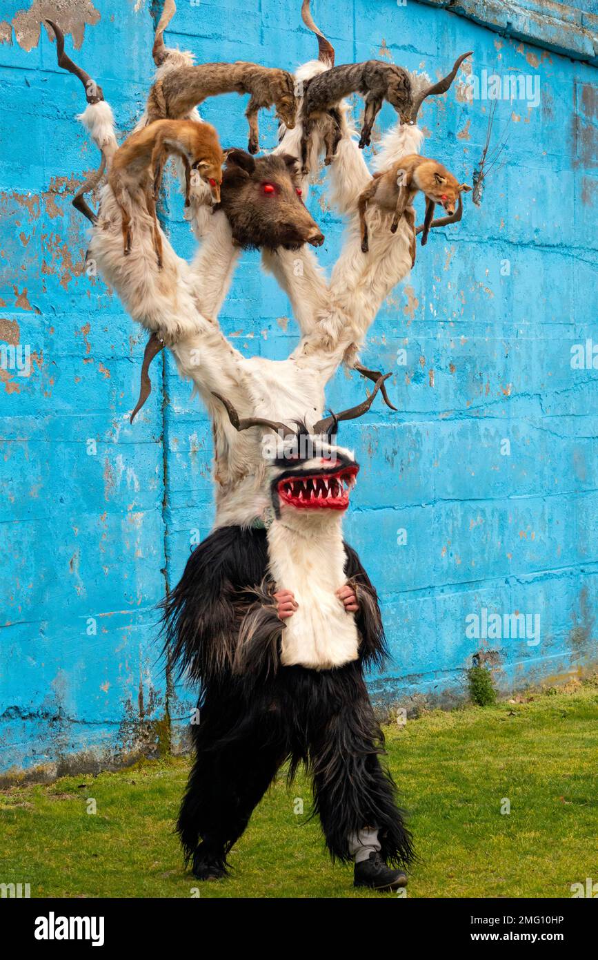 Participant in weird mummers outfit costume with various animals at the annual Simitlia winter Kukeri festival in Simitli, Bulgaria Stock Photo