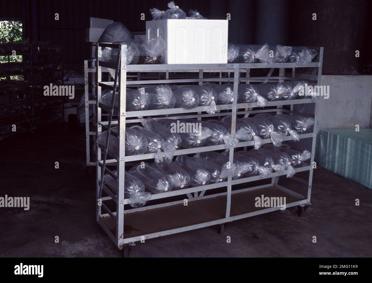 Singapore's aquarium fish farm Stock Photo Alamy