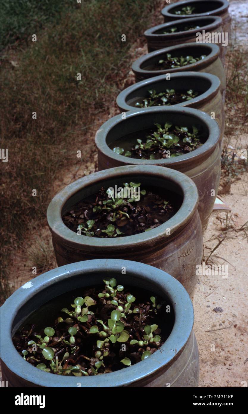 Singapore's aquarium fish farm Stock Photo Alamy