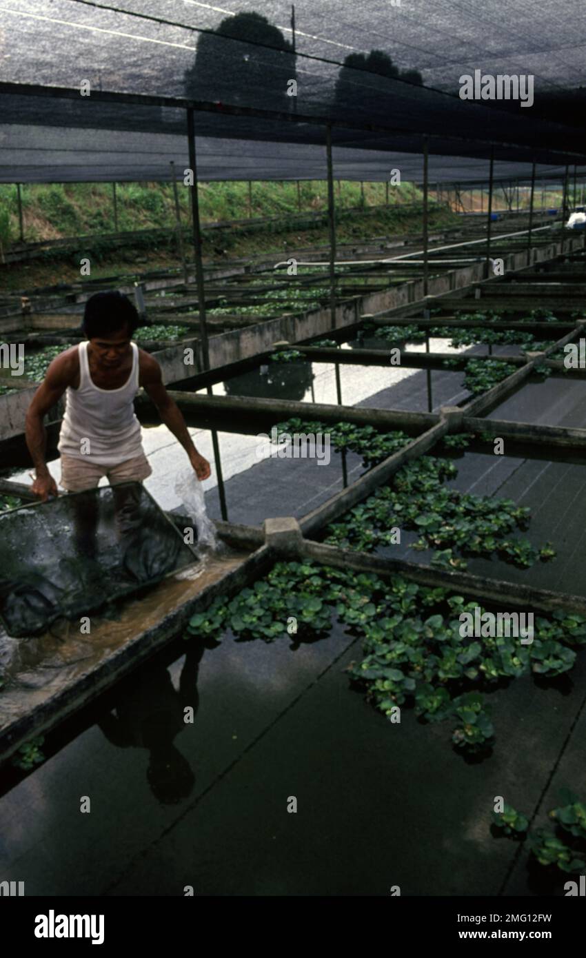 Singapore's aquarium fish farm Stock Photo Alamy