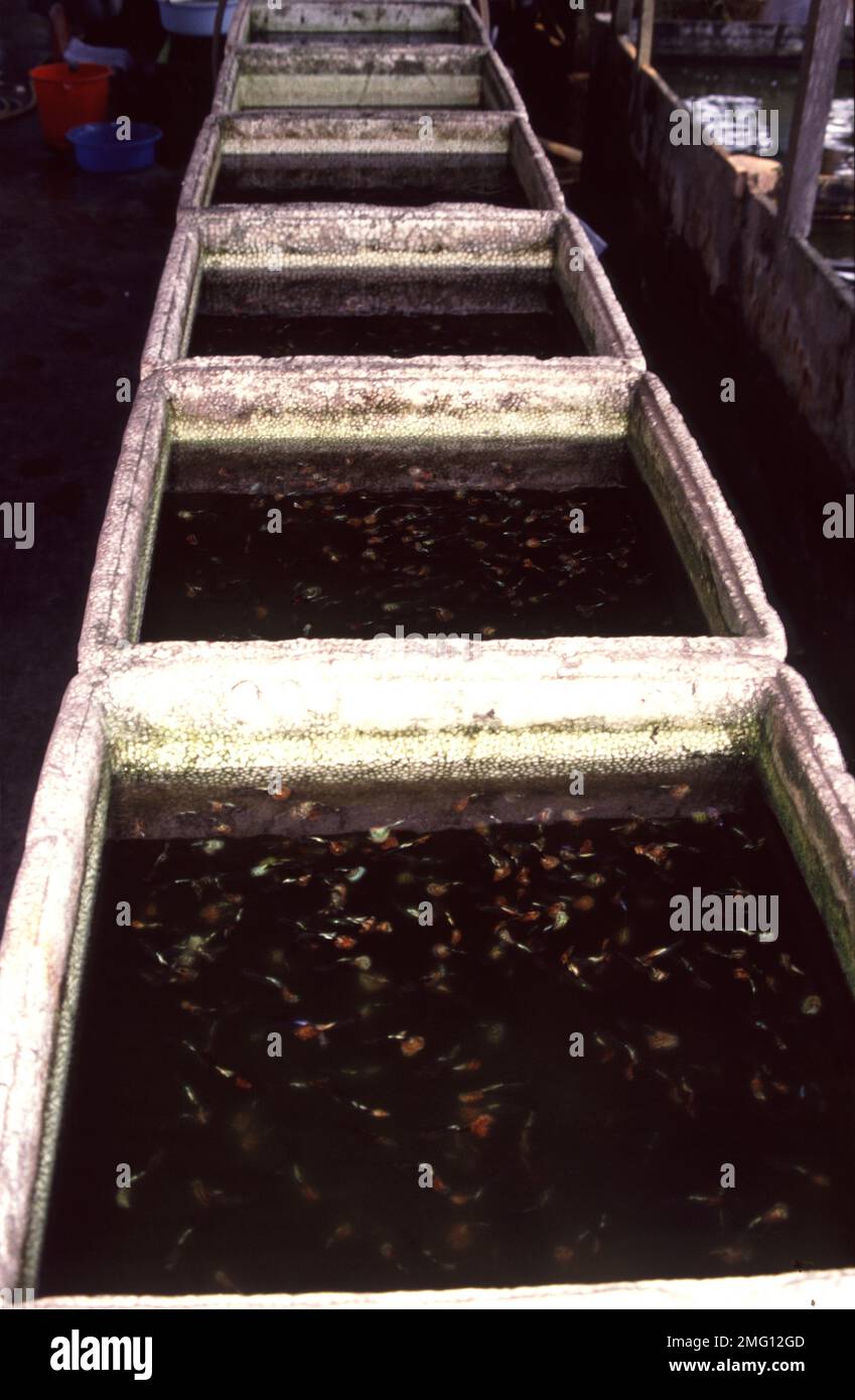 Singapore's aquarium fish farm Stock Photo Alamy