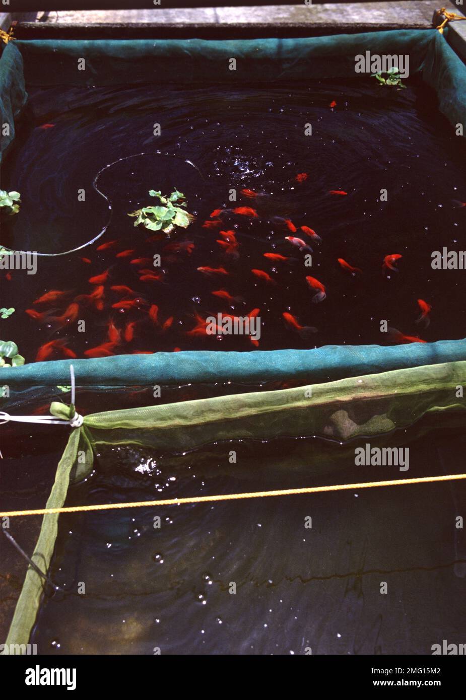 Singapore's aquarium fish farm Stock Photo Alamy