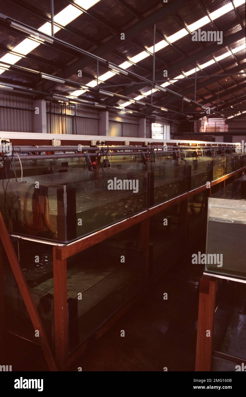 Singapore's aquarium fish farm Stock Photo Alamy