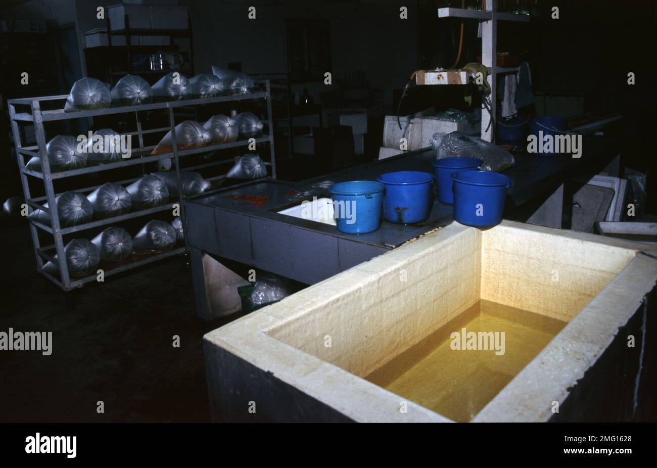 Singapore's aquarium fish farm Stock Photo Alamy