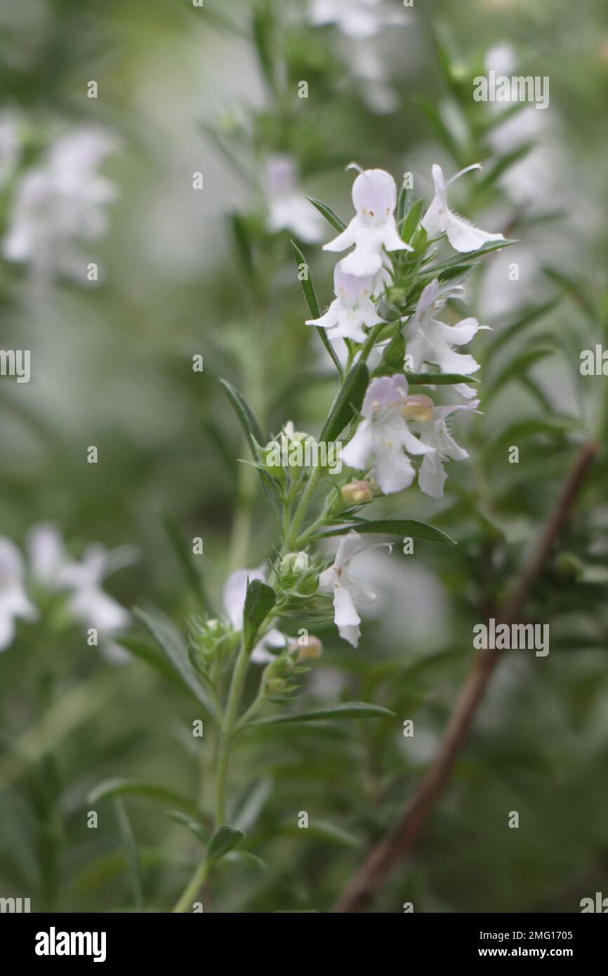 White Blooming herb Satureja montana in garden Stock Photo