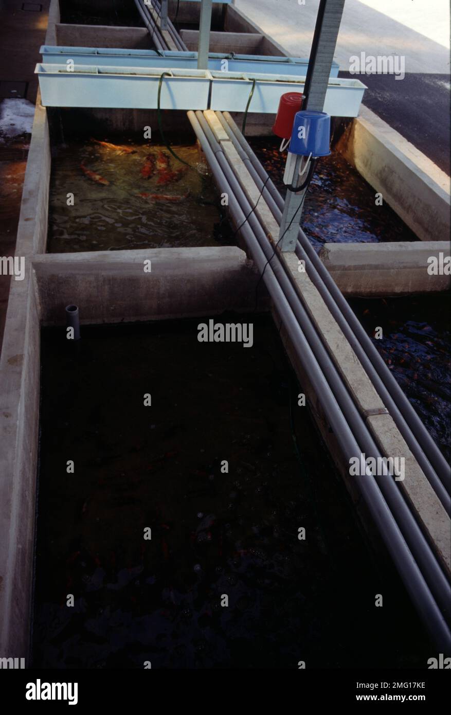 Singapore's aquarium fish farm Stock Photo Alamy