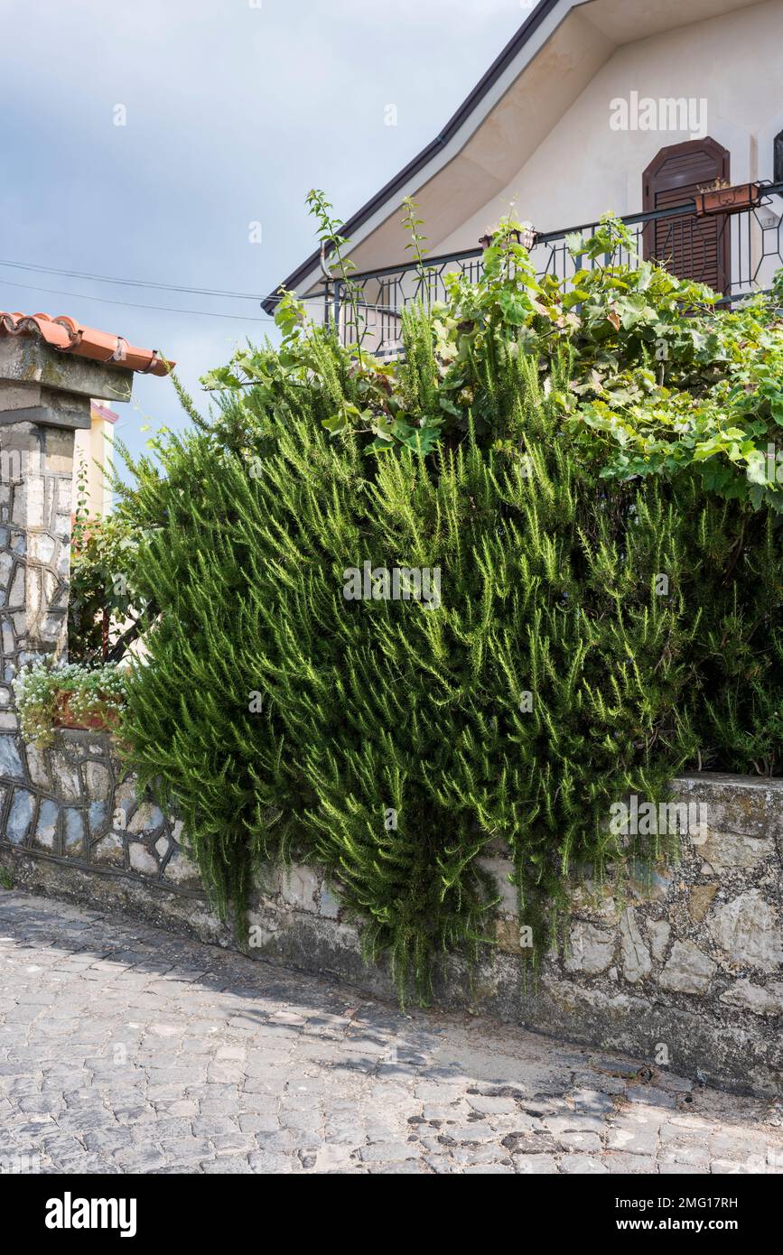Cilento, Salerno, Campania, Italy - July 29, 2018: Rosemary outside of house in Southern Italy Stock Photo