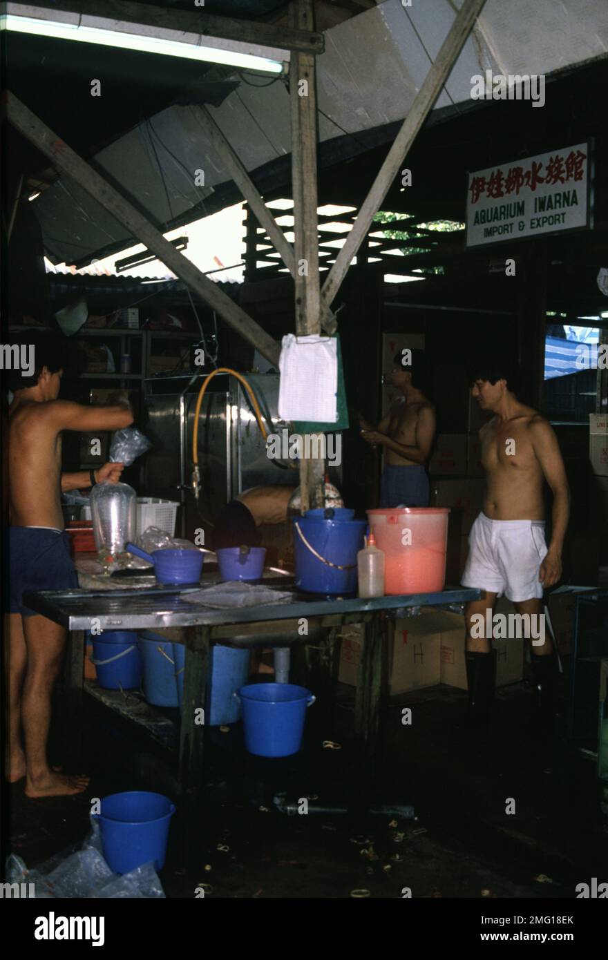 Singapore's aquarium fish farm Stock Photo Alamy
