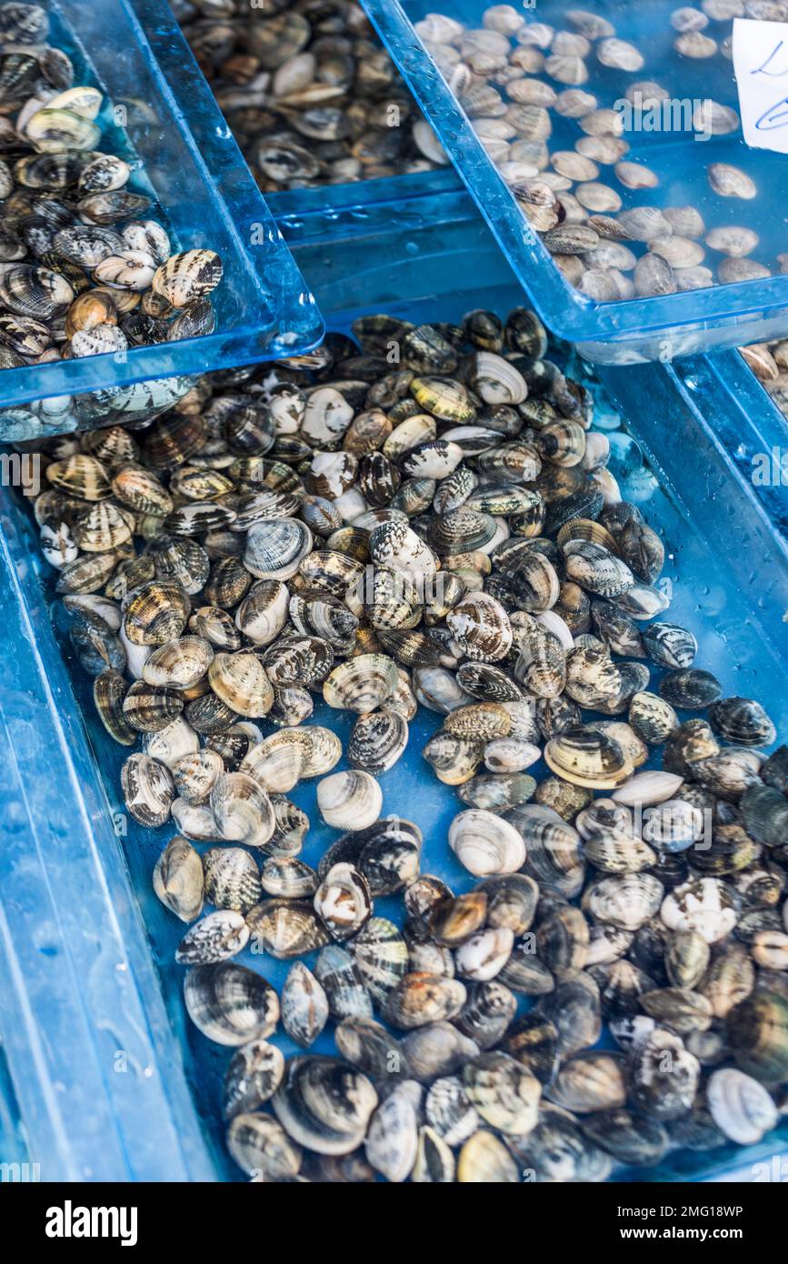 Trays of decorative clams, seafood shop, Southern Italy. Stock Photo