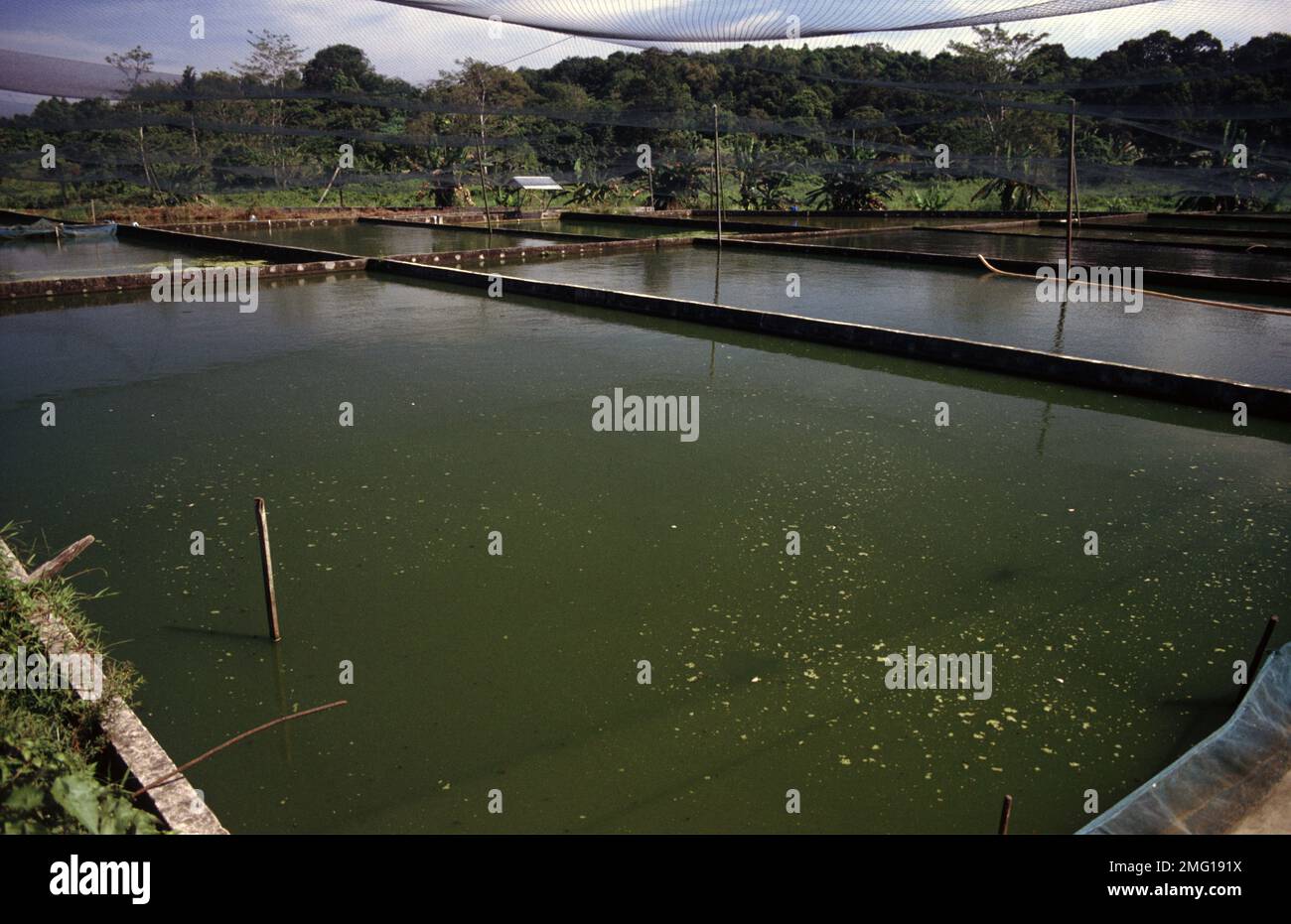 Singapore's aquarium fish farm Stock Photo Alamy