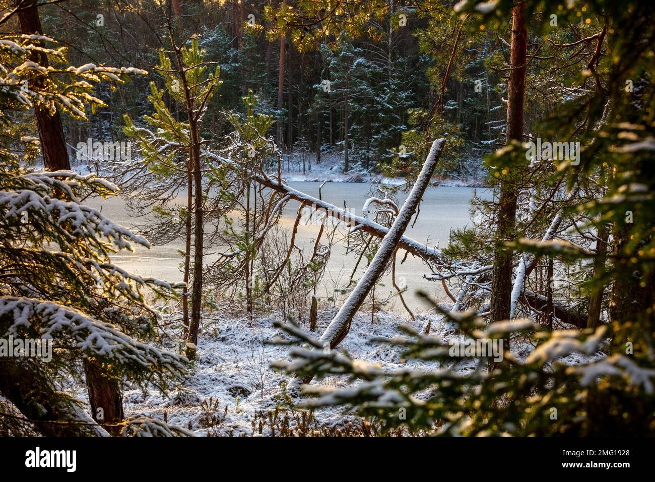 Lake frozen tree branches hi-res stock photography and images - Alamy