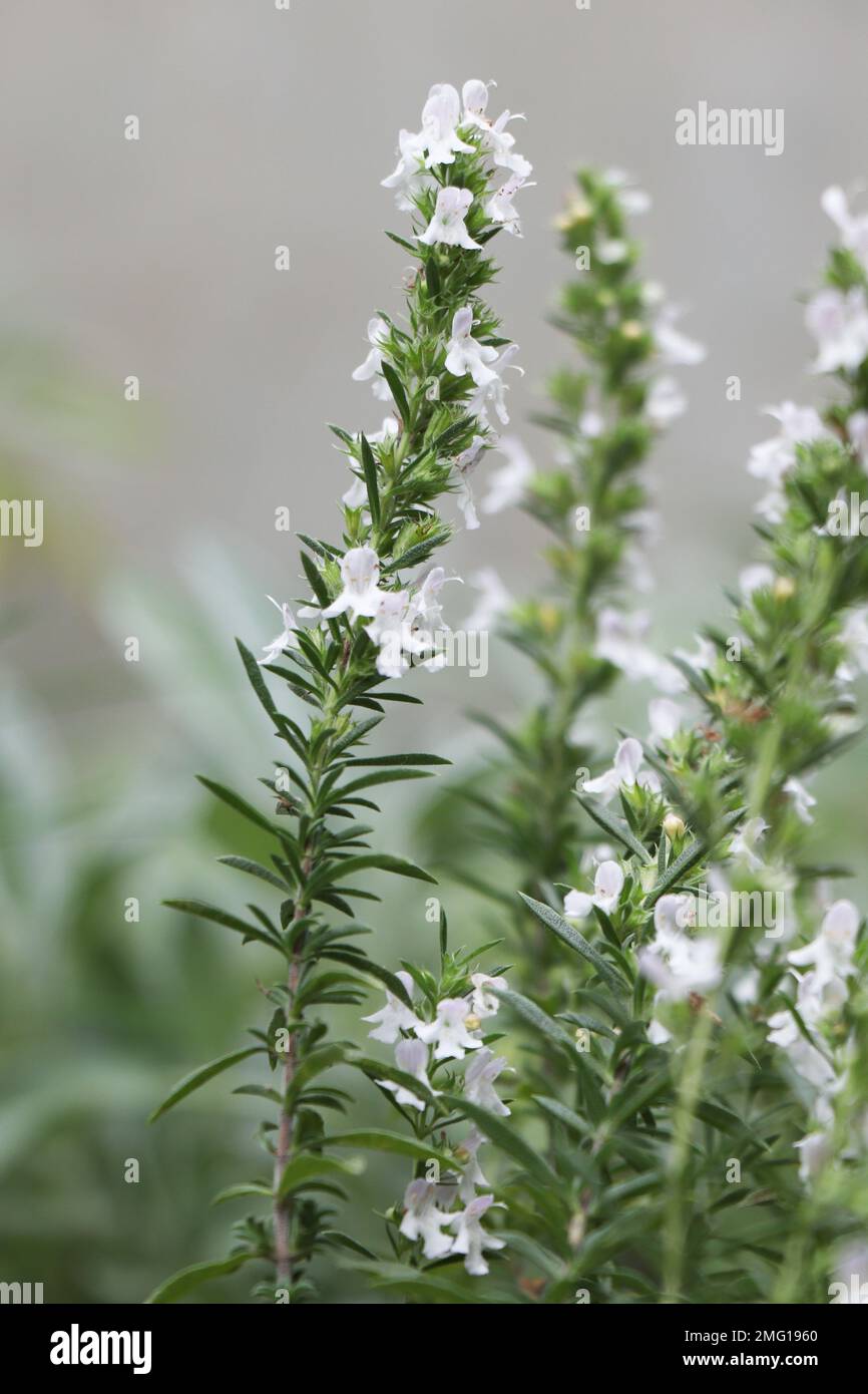 White Blooming herb Satureja montana in garden Stock Photo