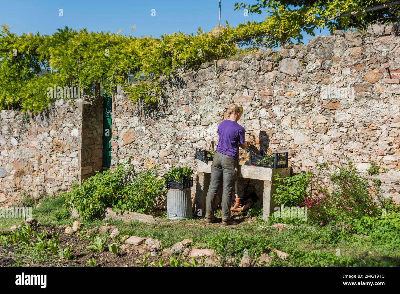 Tuscany, Italy - September 26, 2017: Farm intern washing harvested fennel in garden sink, agricultural estate, Tenuta di Spannocchia Stock Photo