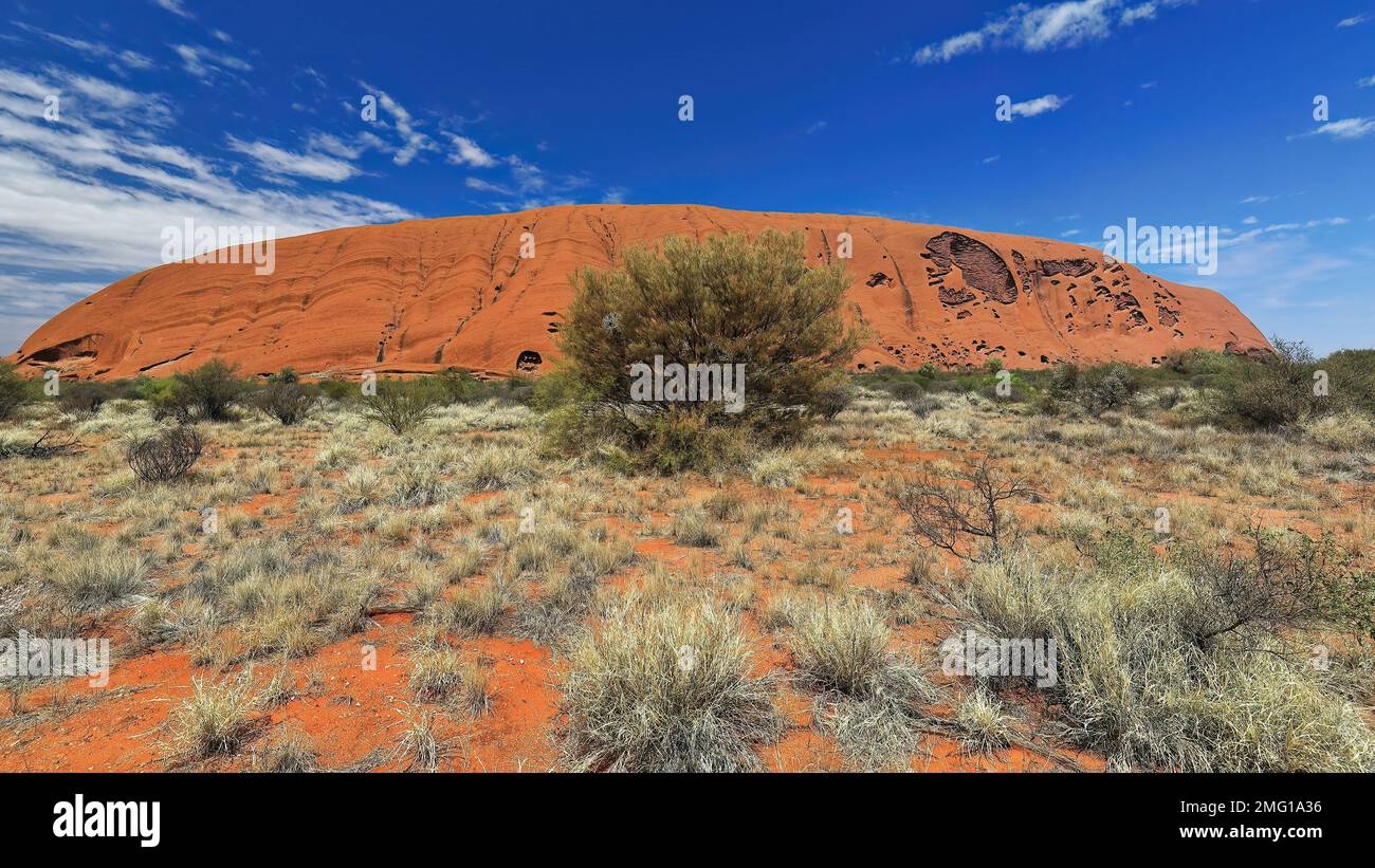 440 Big mulga shrub -Acacia ayersiana- framing Uluru-Ayers Rock as seen from the base walk. NT-Australia. Stock Photo