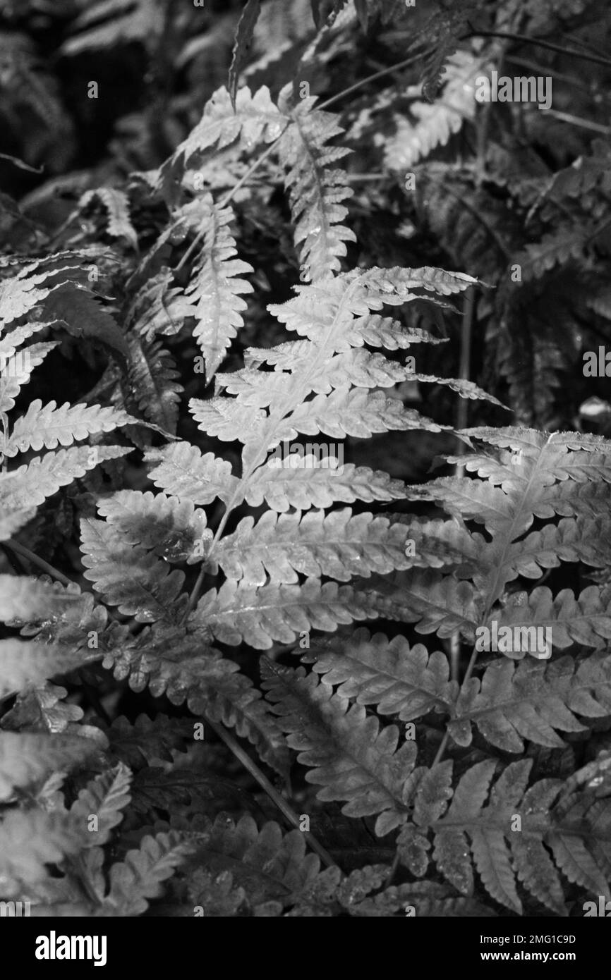 Ferns in detail Black and White Stock Photos & Images - Alamy